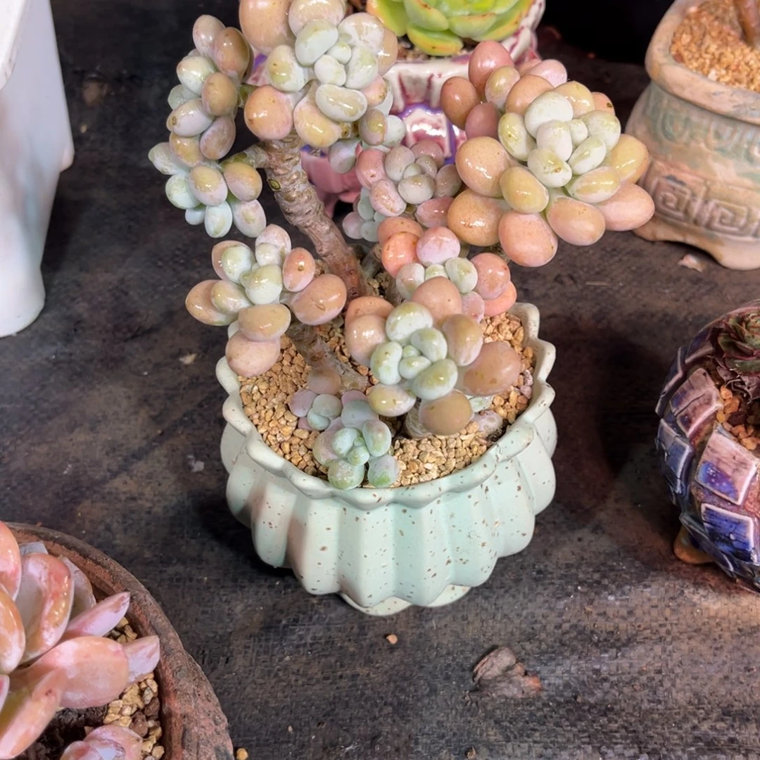 胭脂蔻多肉植物ruxuheni