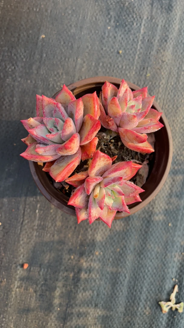 多肉植物综合链接（满19元包邮）