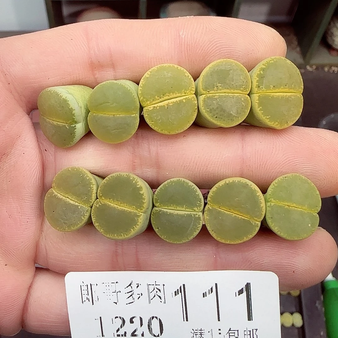 满满18包邮1220-111