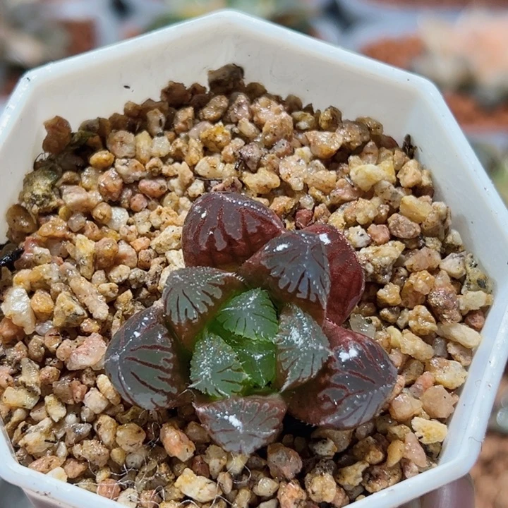 十二卷多肉圆头毛玉露