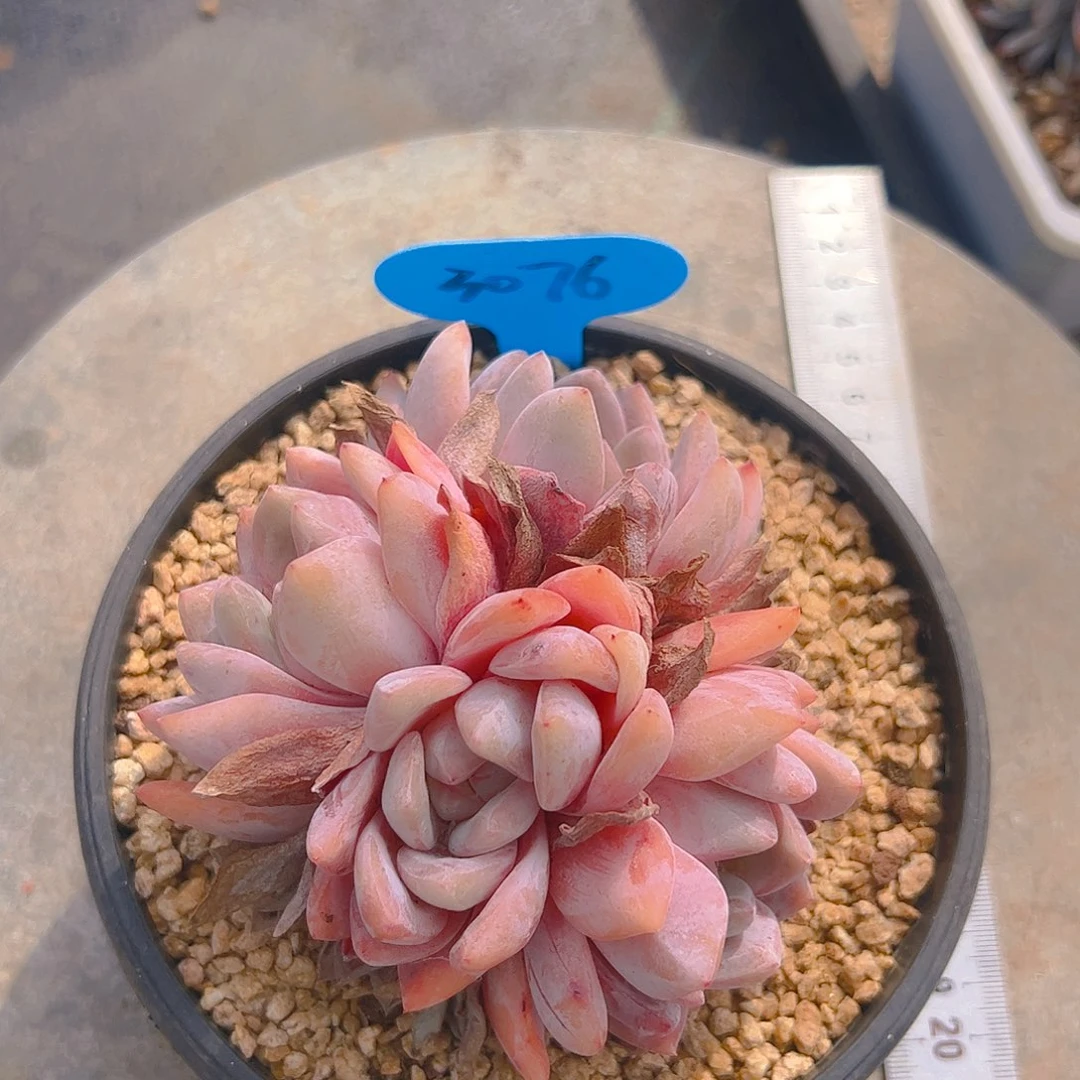 四头橙梦露3076号一物一拍