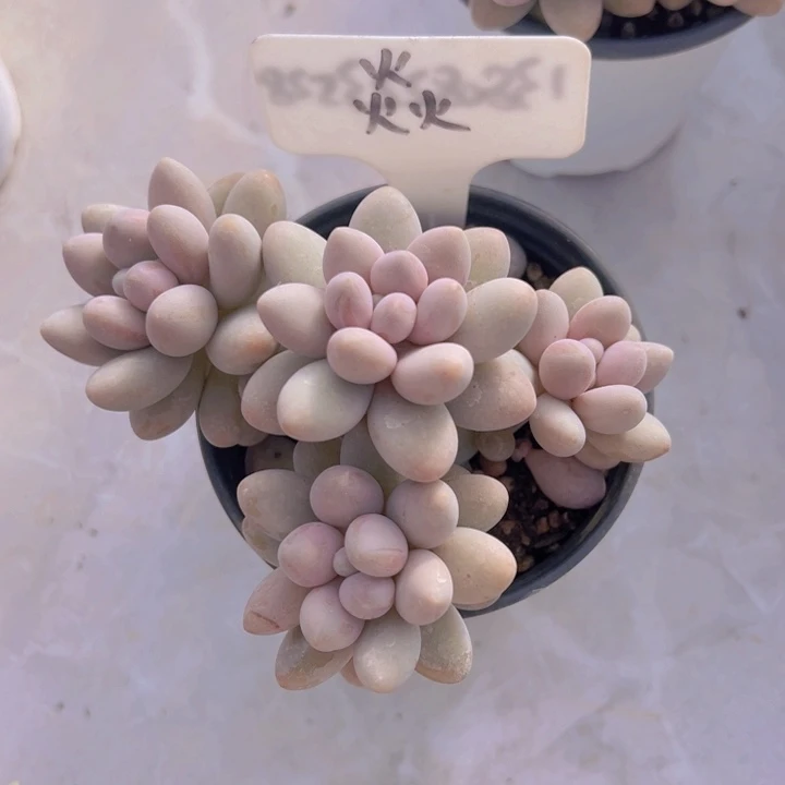 健健康康平平安安