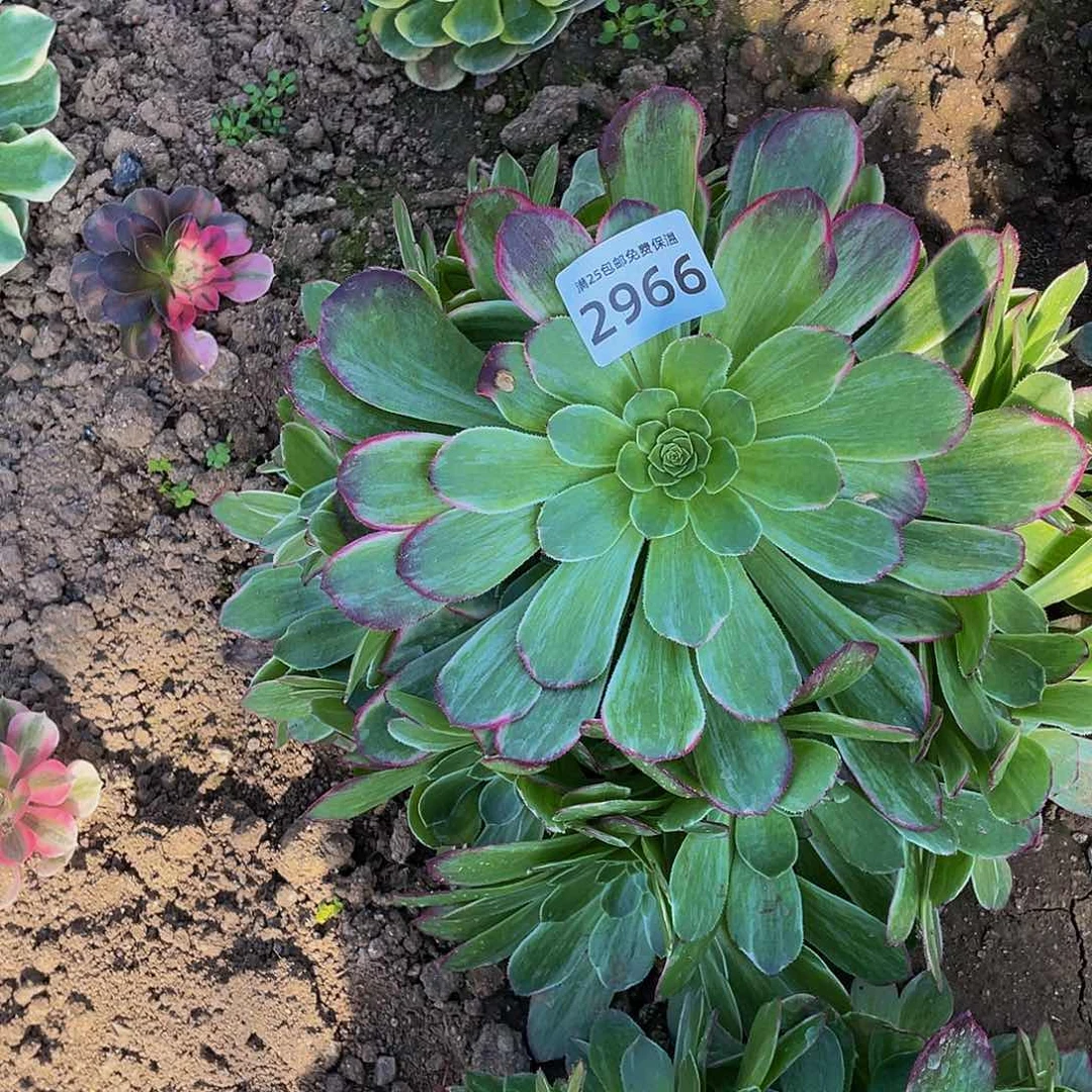 2965万花筒多肉植物
