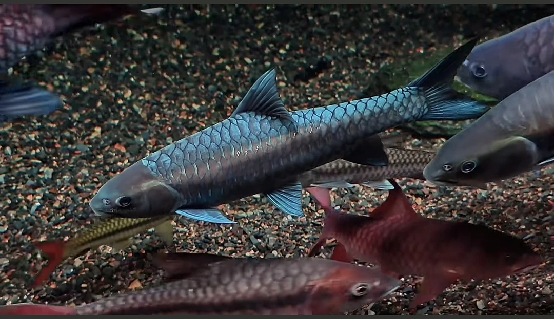 盈江洪崩河异口蓝吉罗观赏鱼