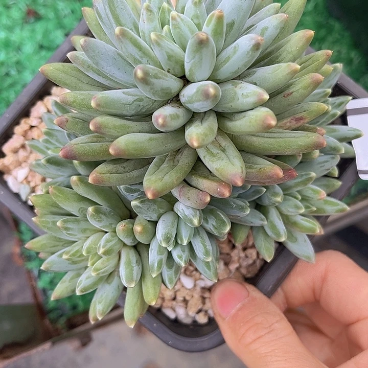 伊卡鲁斯0779多肉植物