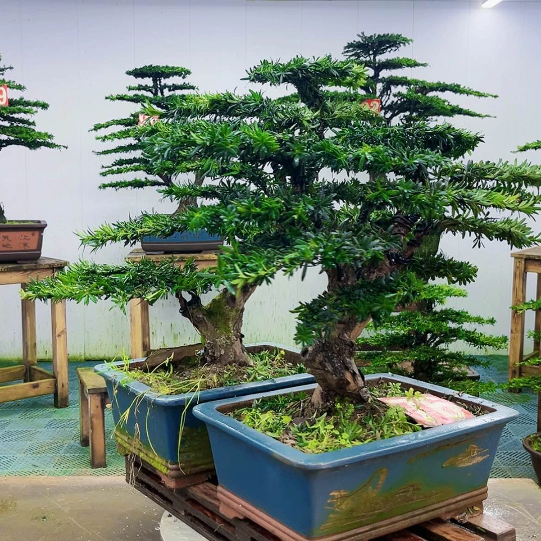 【闪购商品】无花朵