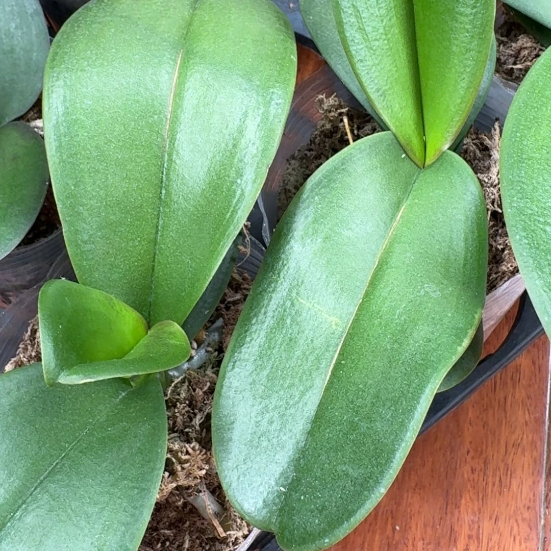 拉丁舞裙蝴蝶兰随机发没花苞包对版