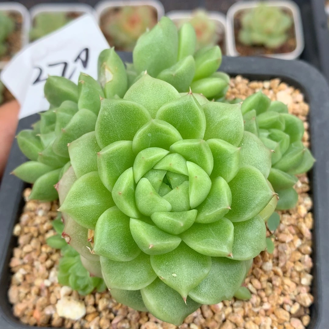 0704-320 麦杆优选