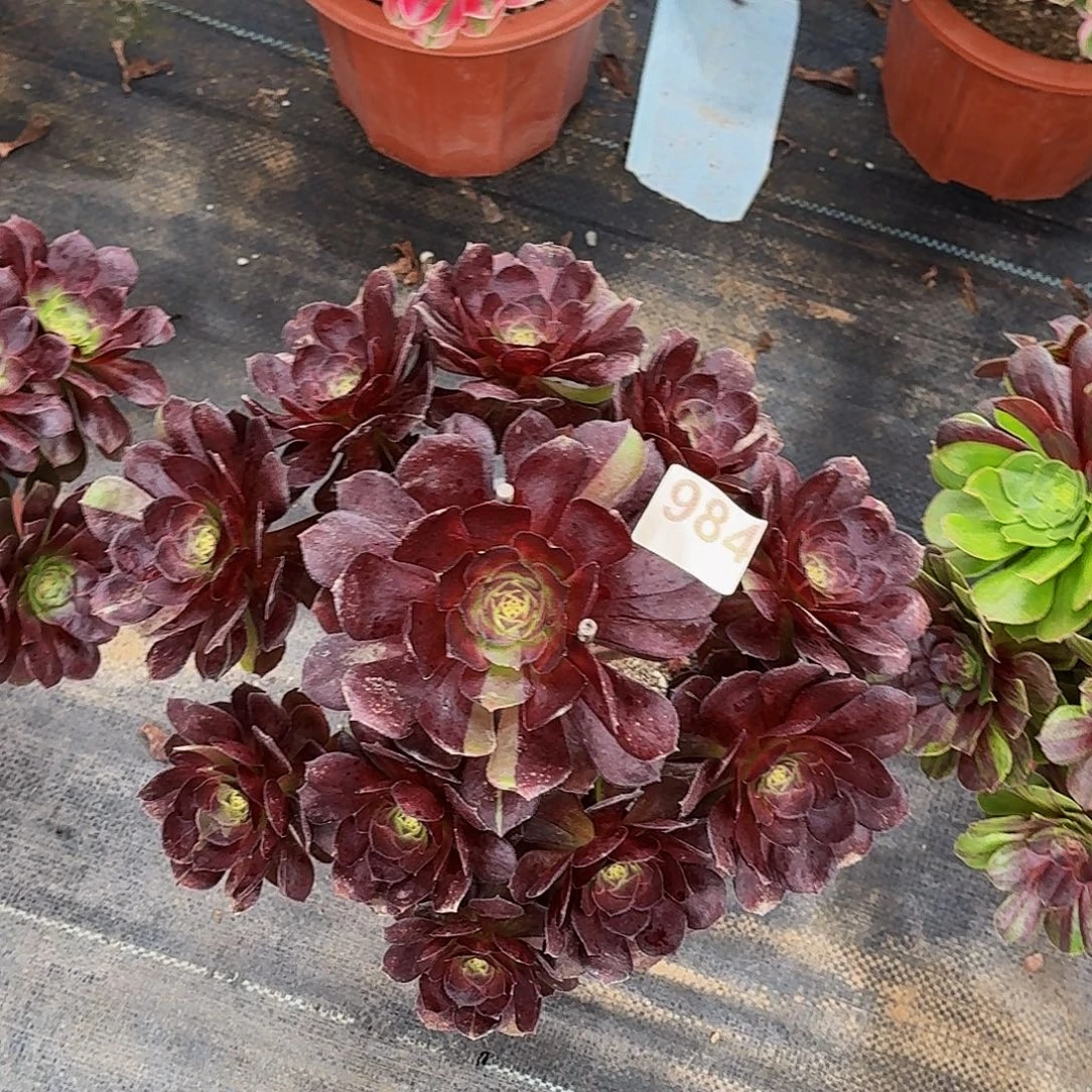 984黑美人冠服30公分