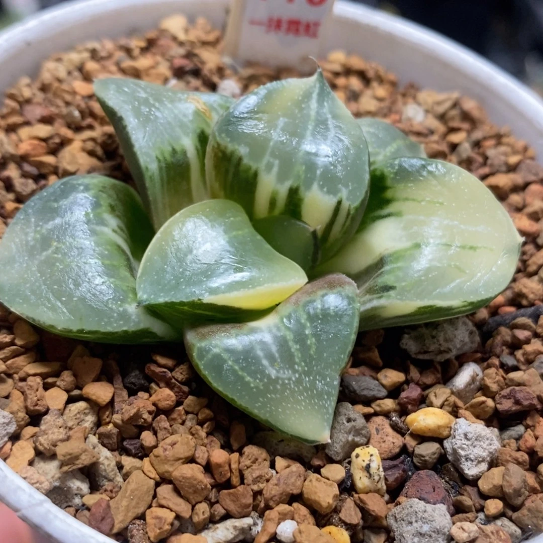 110实生亮窗寿一物一拍