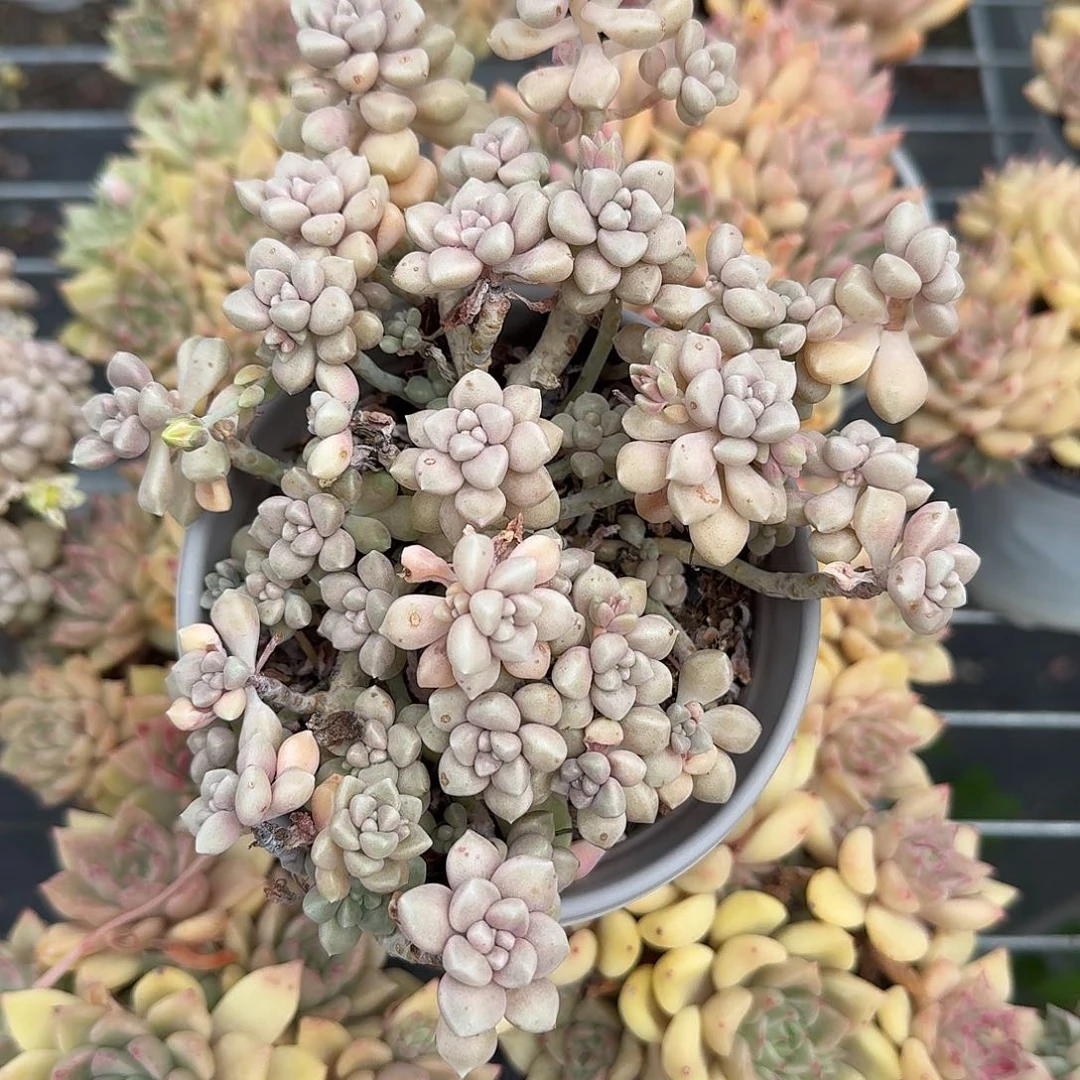 丸叶姬秋丽整群多肉植物精品