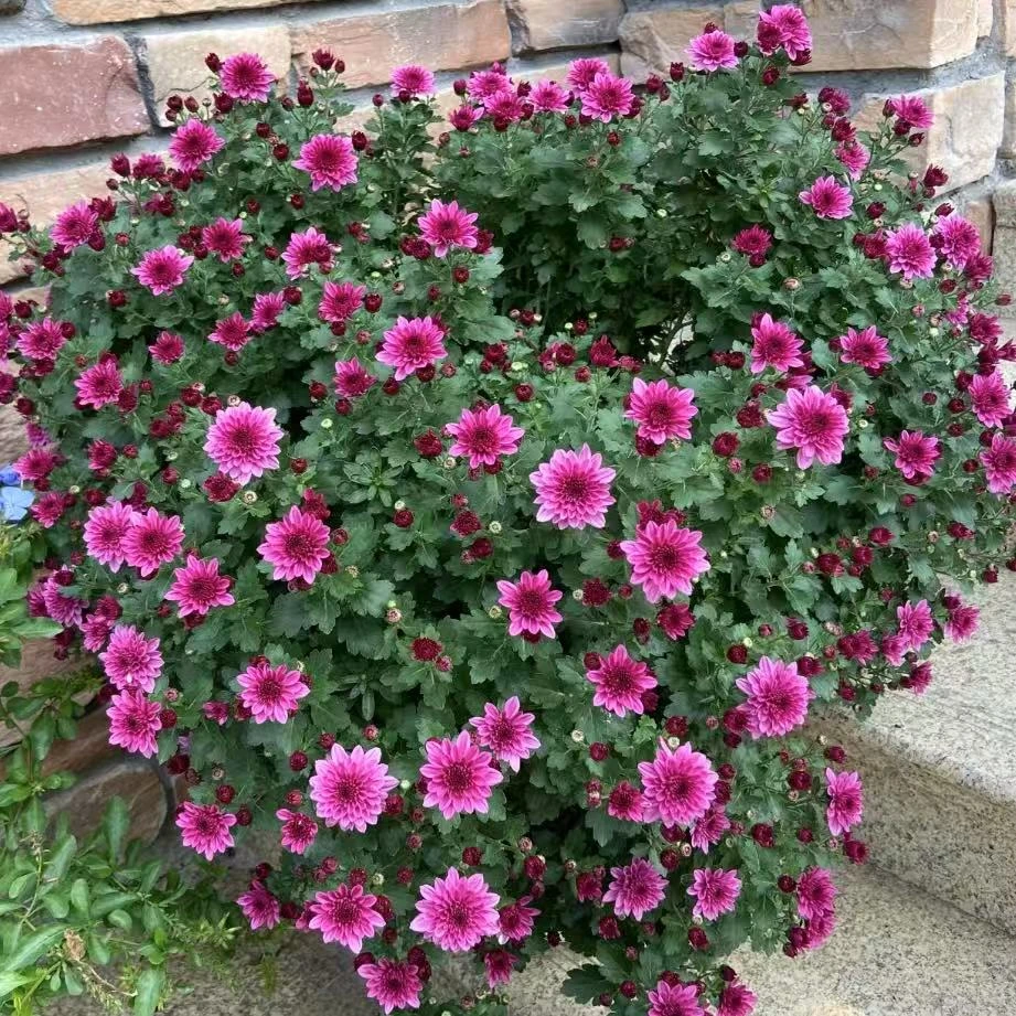 紫色芭比盆栽多年生庭院阳台耐热耐晒爆花强新手易养护发货快