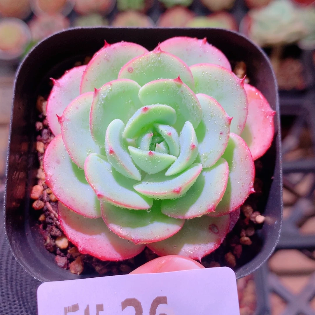 乐然15-26 奶油黄桃