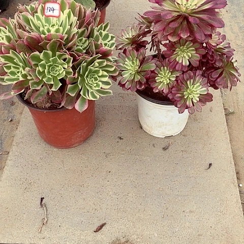 组合多肉法师124，125号