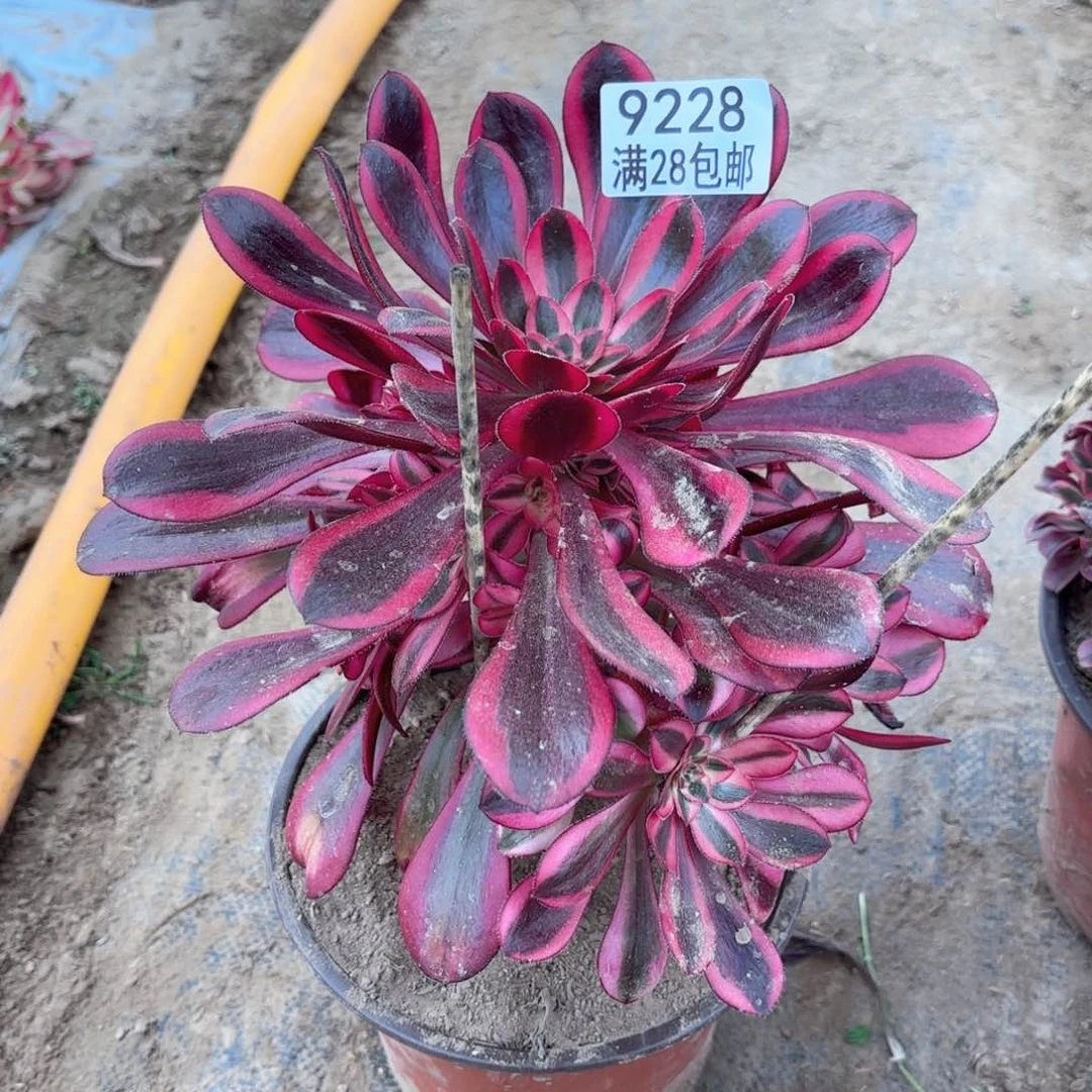 N.   9228丽娜多肉