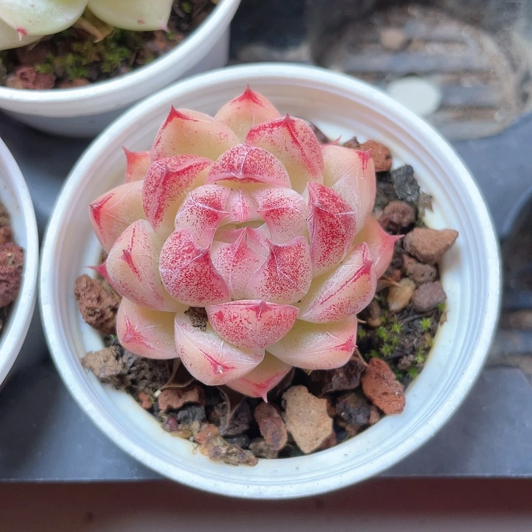 ?***拉优选麦秆福利8987