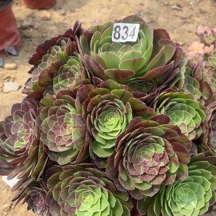 834多肉植物花月夜