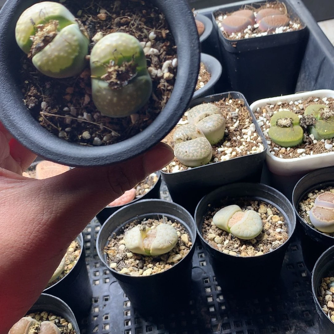 E335多肉植物保护研究所