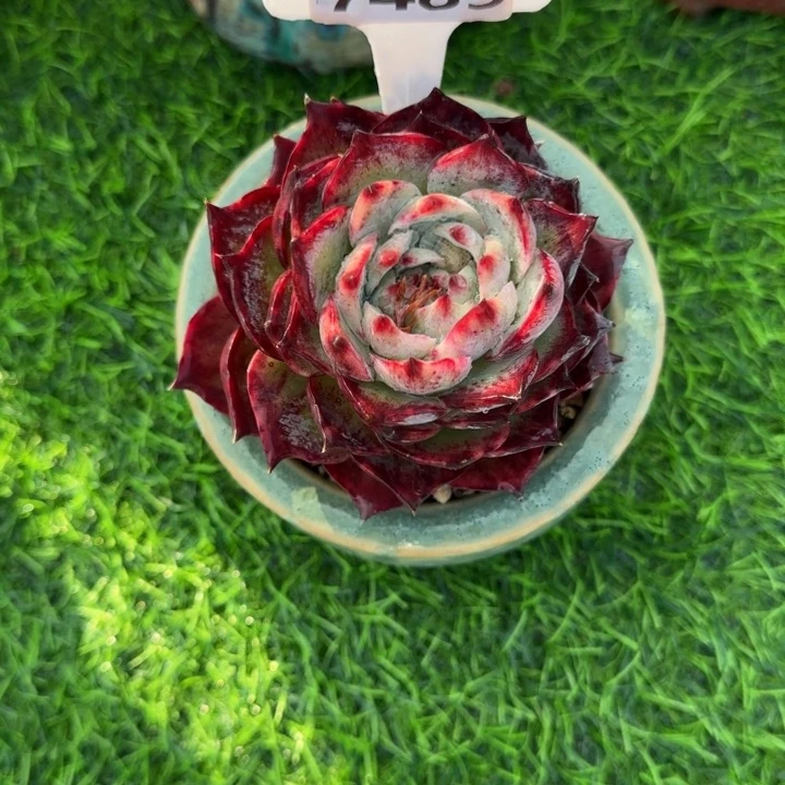 多肉植物7489带盆