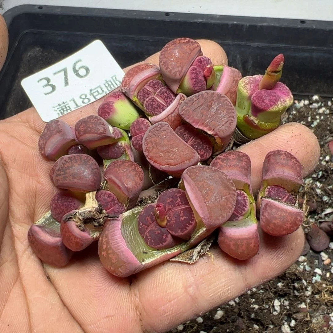 【闪购商品】 376。