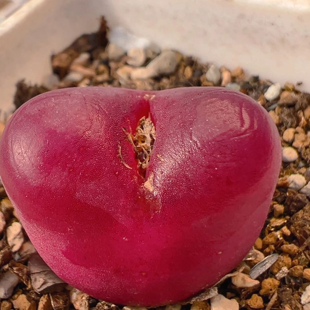 66多肉植物百科知识