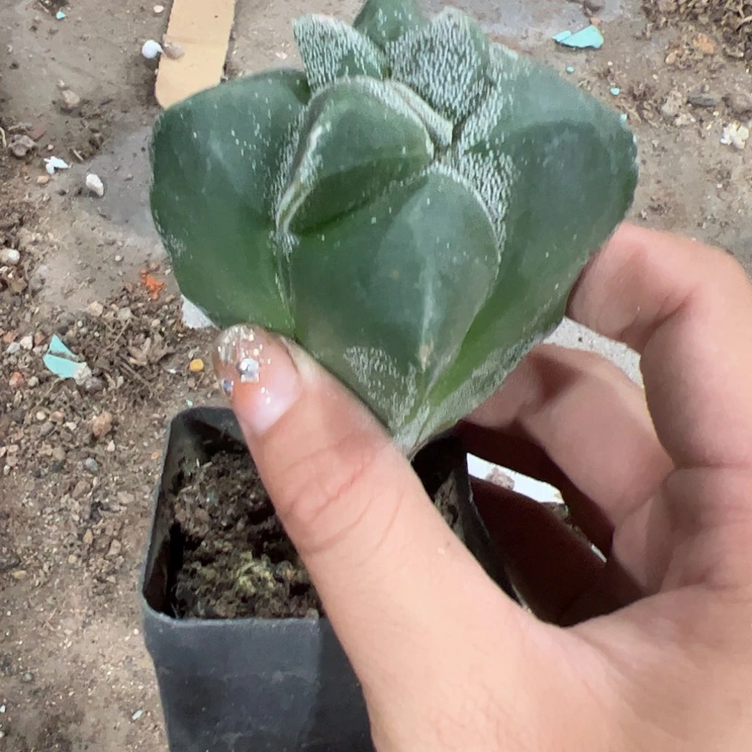 花****实生鸾凤玉一物一拍