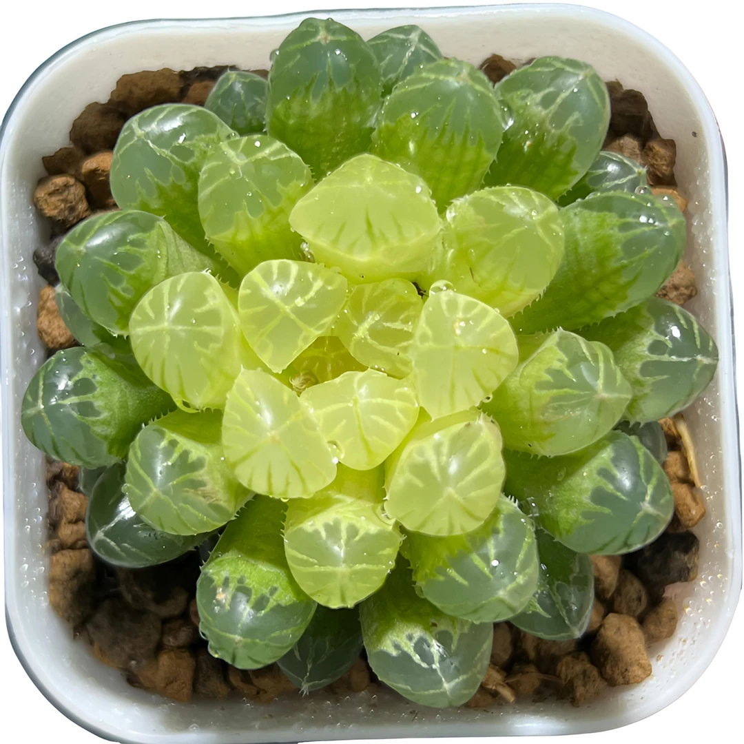 琥珀玉露 黄色灯芯玉露【满16包邮】