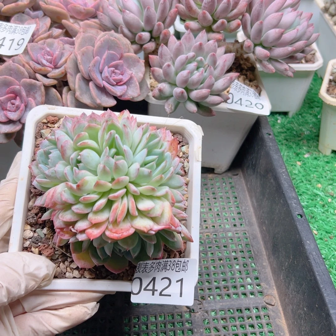 多肉一物一拍植物0421