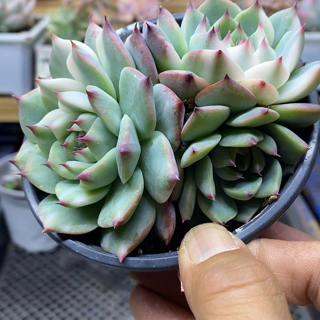 20128 吉娃娃锦多肉