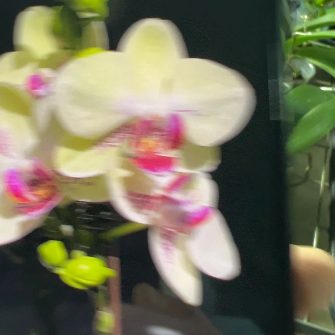 当前无花朵，栽培后可花朵微瑕疵绿熊苗子凑单发货一颗不发货