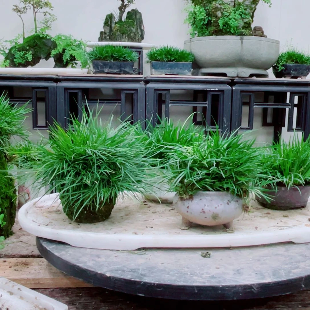 无铅玻璃行*水铁线蕨铁线蕨铁线蕨