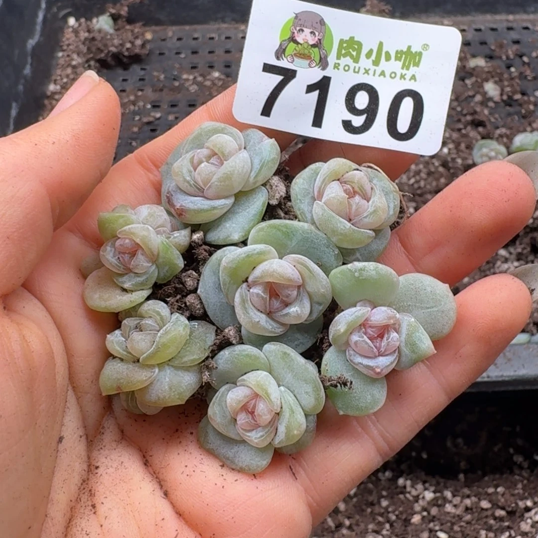 多肉植物多肉植物