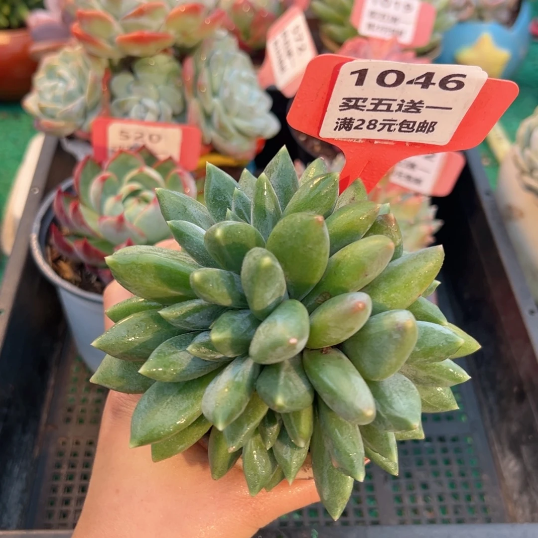 表妹精品多肉植物1046.