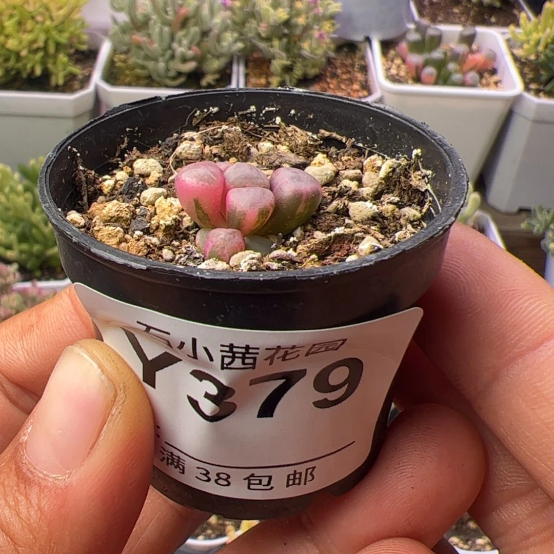 多肉植物五十铃玉锦