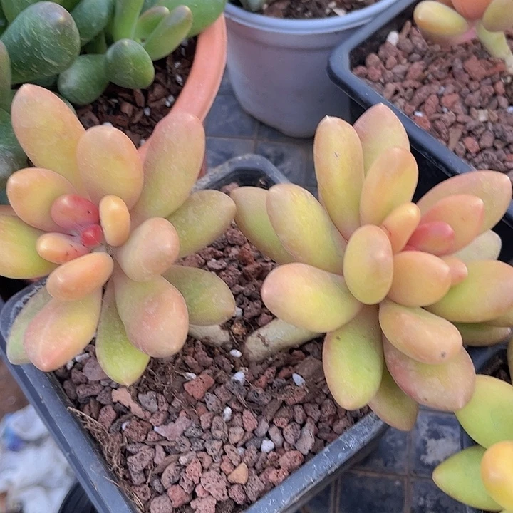 芒果奶15186多肉植物