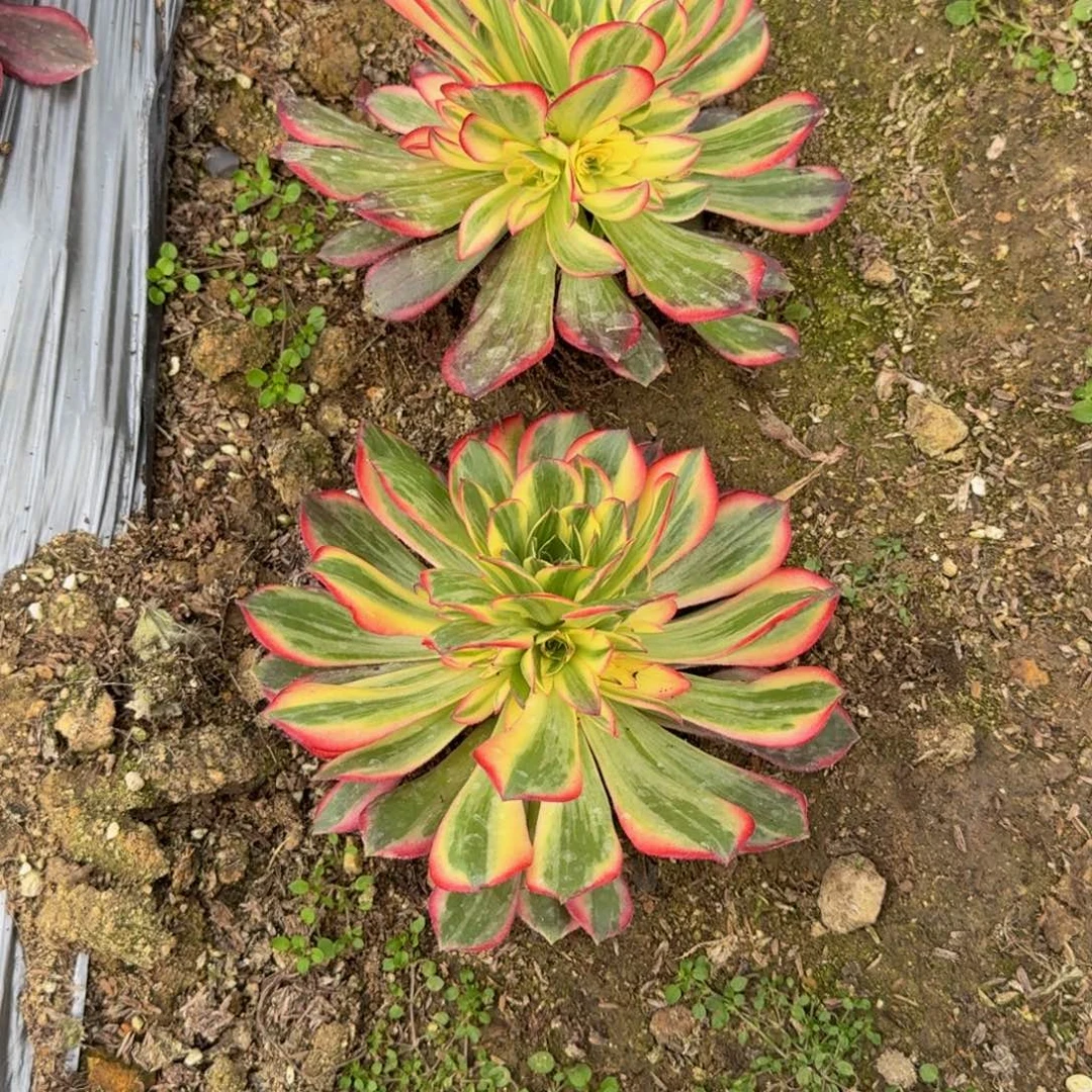 报***姐黑魔锦5个。多肉植物