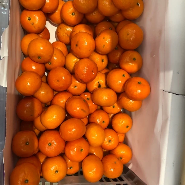 广西南宁武鸣沃柑一份三斤左右柑橘广西壮族自治区广西壮族自治区南宁市