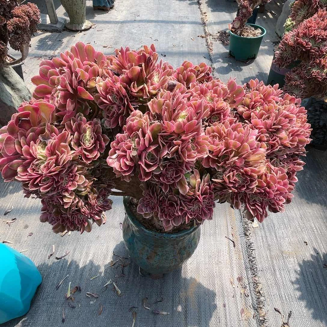 【闪购商品】全部花朵香妃