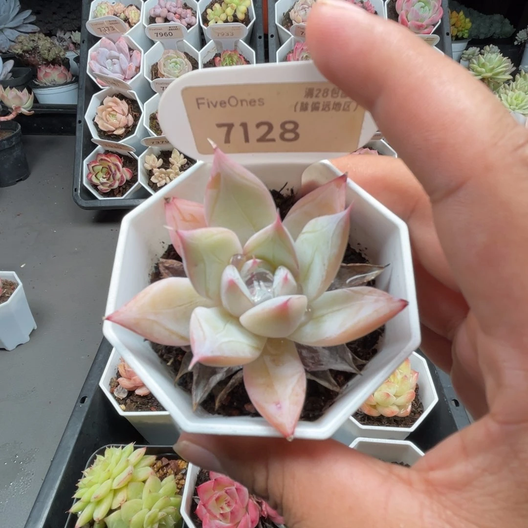 7128嫦娥5.0厘米
