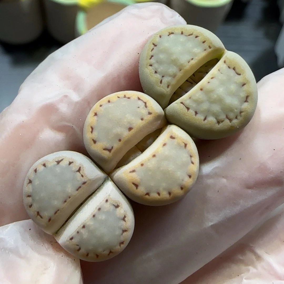 2.11。糖霜饼干*3。5067