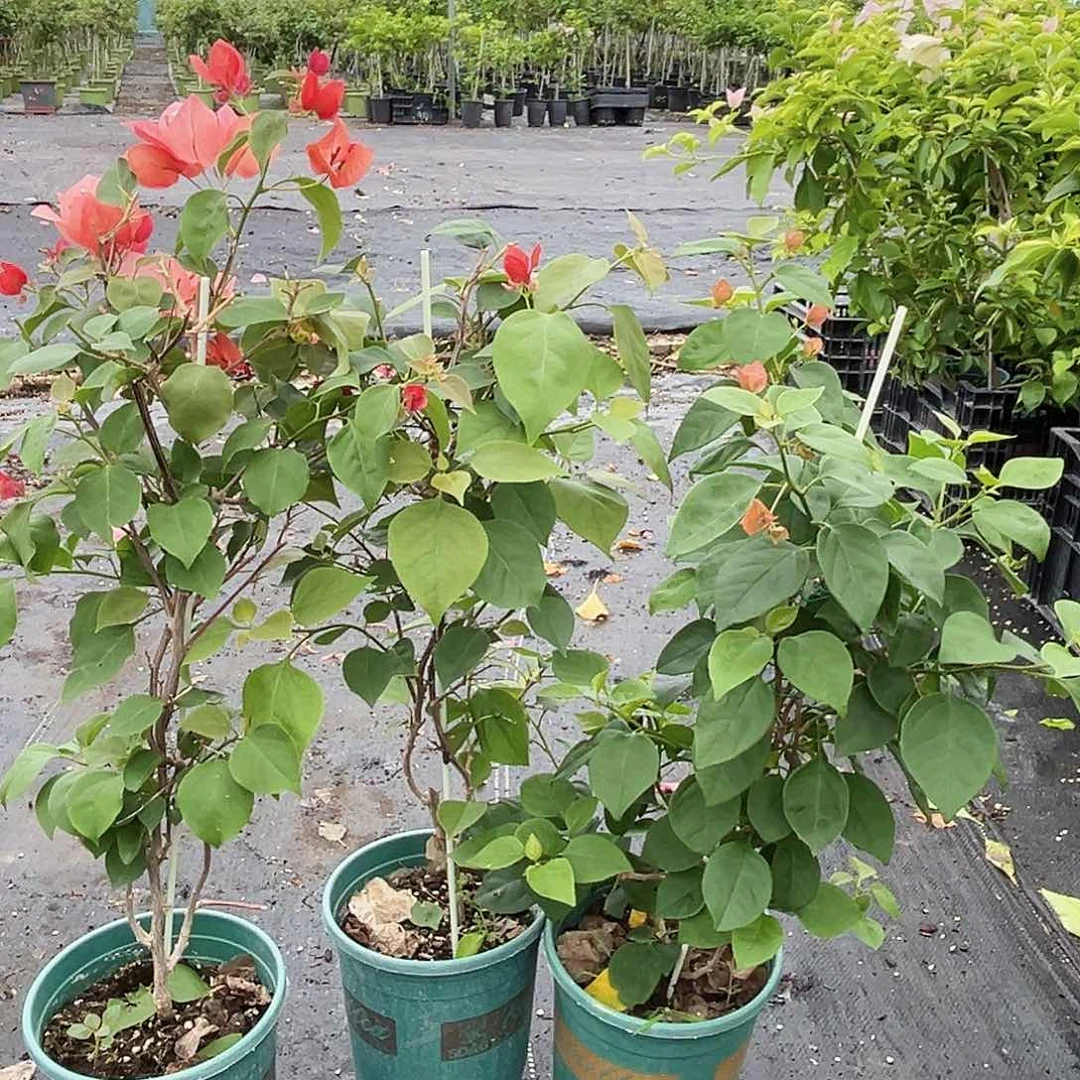 当前无花栽培后可以开花不甜西瓜一颗