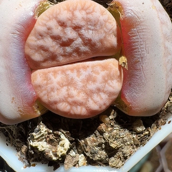 生石花23:：。 125