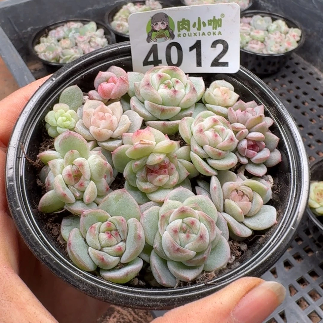 多肉植物多肉植物