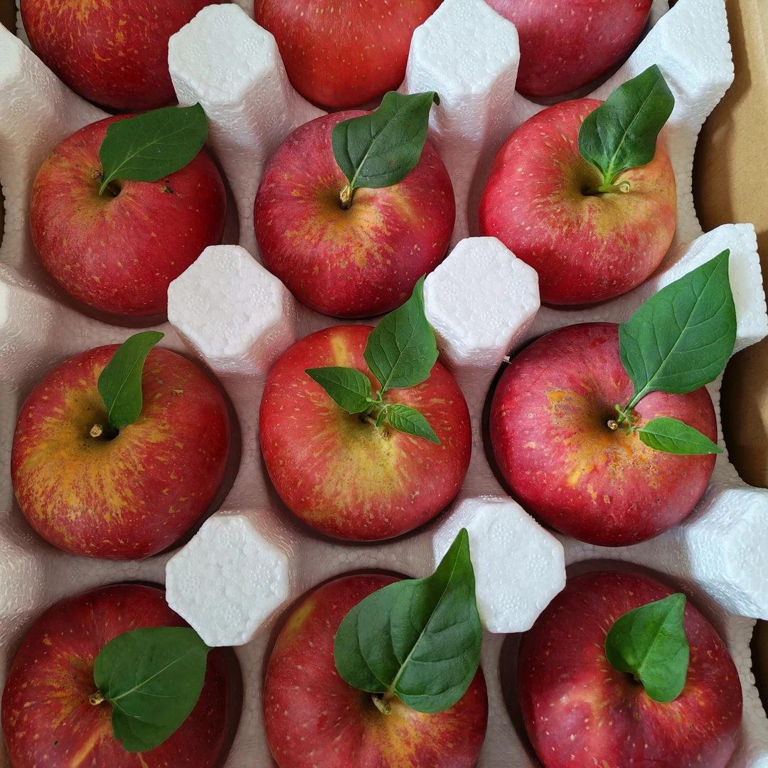 正宗昭通冰糖心丑苹果小小果红富士新鲜采摘超大孕妇水果文旅