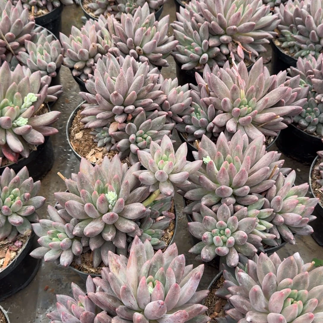 车厘子群生多肉植物