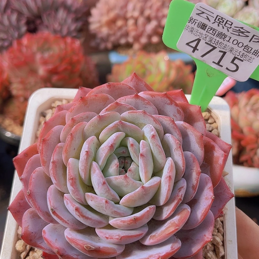 4715殊棋多肉植物