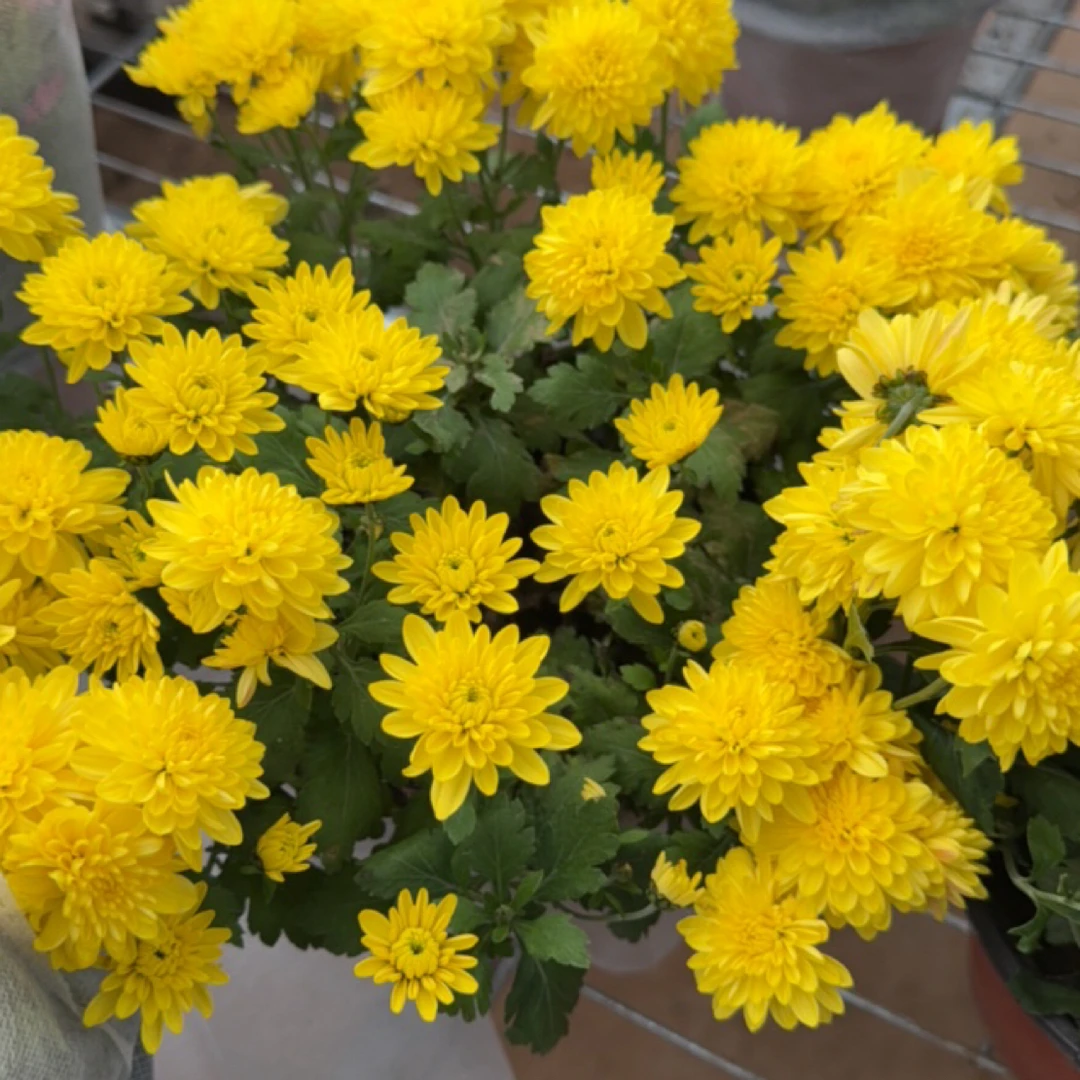 【黄色千头菊】花卉耐寒好养适合阳台室内外四季种植带花苞发货