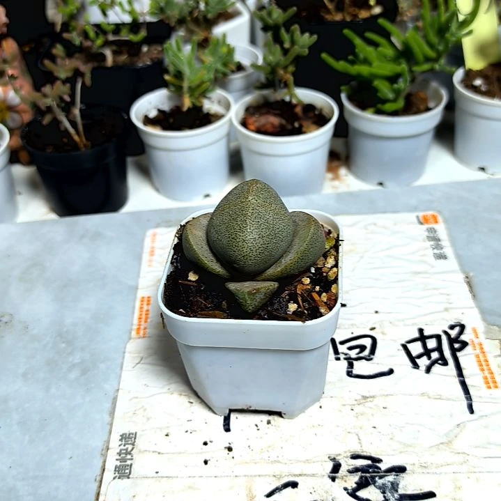 满9元包邮,,绿元宝
