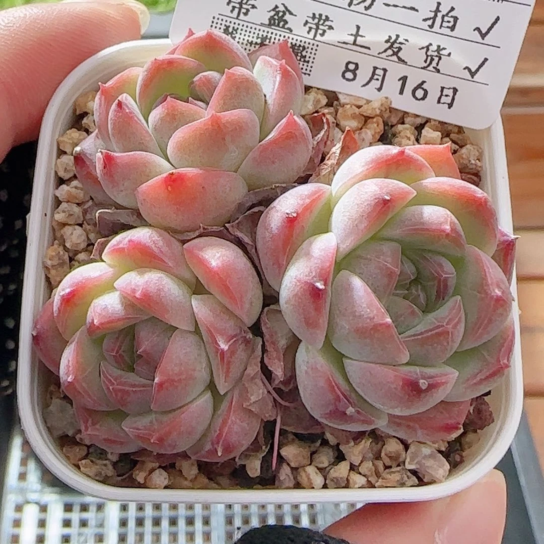 多肉0816-44樱花梦