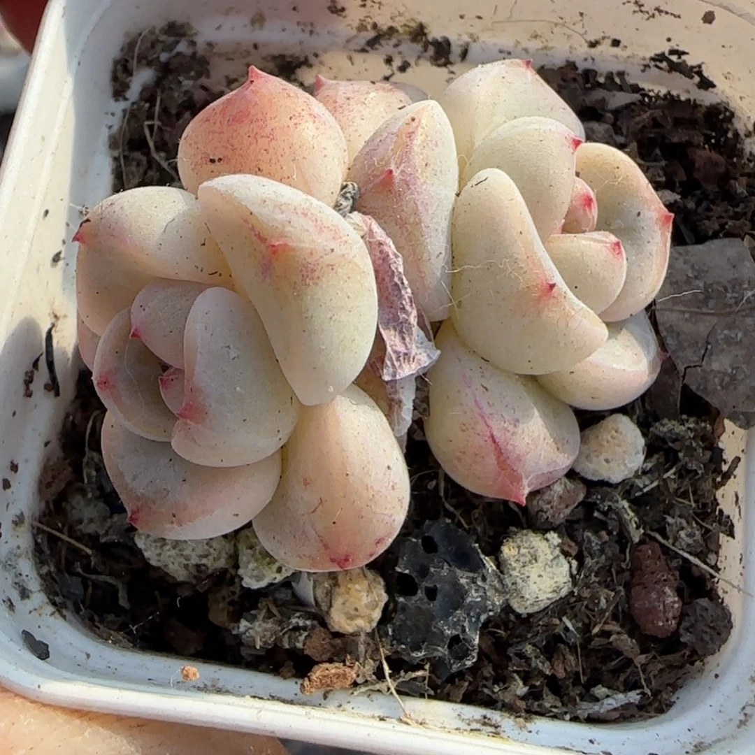 多肉小卡拉米糖心一物一拍